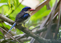 Common Paradise Kingfisher