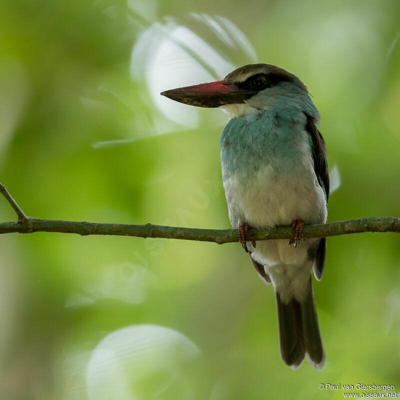 Blue-breasted Kingfisher