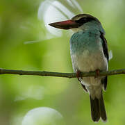 Blue-breasted Kingfisher