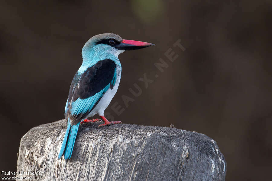 Blue-breasted Kingfisheradult