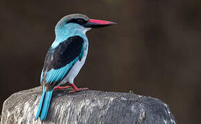 Blue-breasted Kingfisher