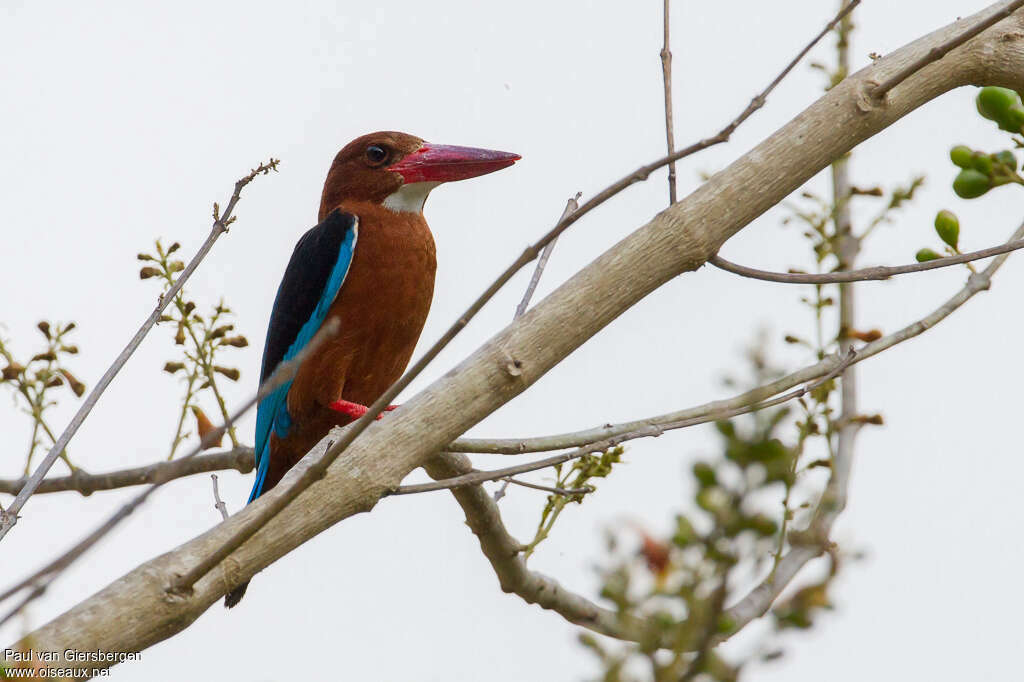 Martin-chasseur à poitrine bruneadulte, identification