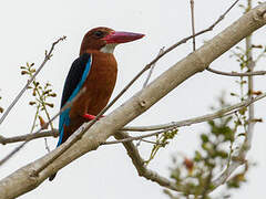 Brown-breasted Kingfisher