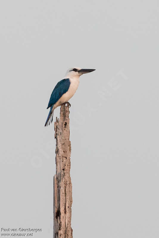 Beach Kingfisheradult, identification