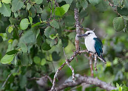 Beach Kingfisher