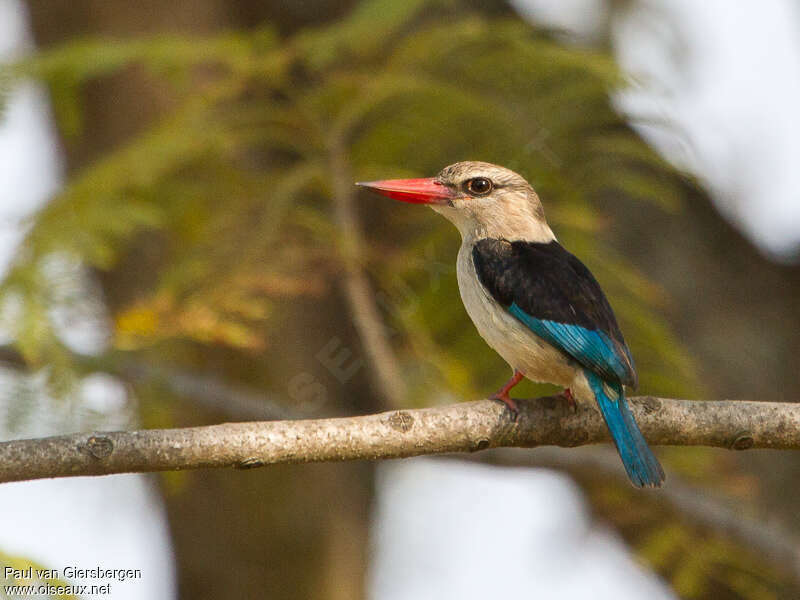 Brown-hooded Kingfisher male adult, identification