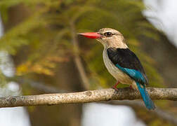 Brown-hooded Kingfisher