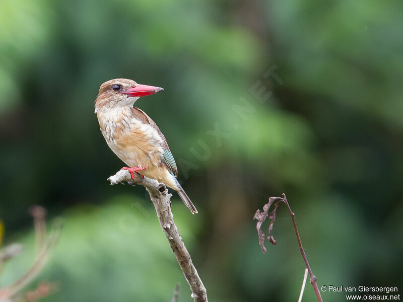 Brown-hooded Kingfisher