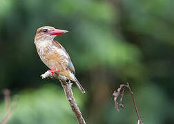 Brown-hooded Kingfisher