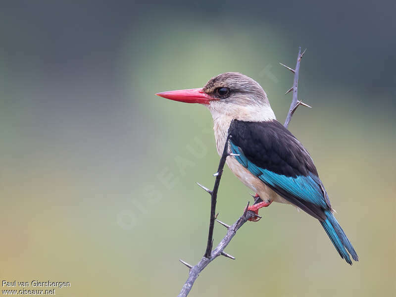 Brown-hooded Kingfisher male adult breeding, identification