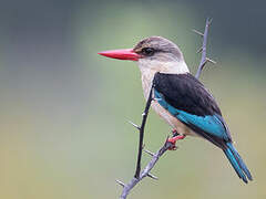 Brown-hooded Kingfisher