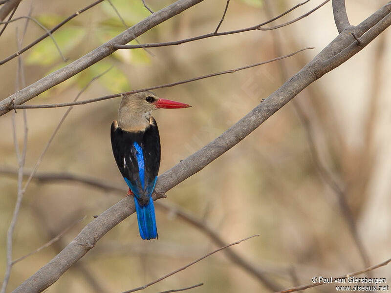 Grey-headed Kingfisher