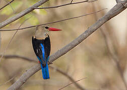 Grey-headed Kingfisher