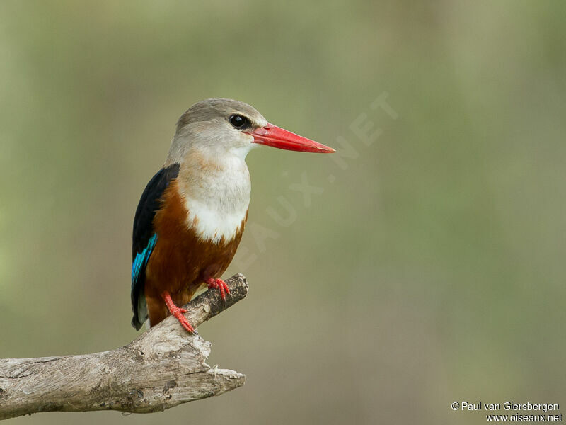 Grey-headed Kingfisher