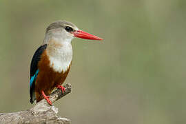 Grey-headed Kingfisher