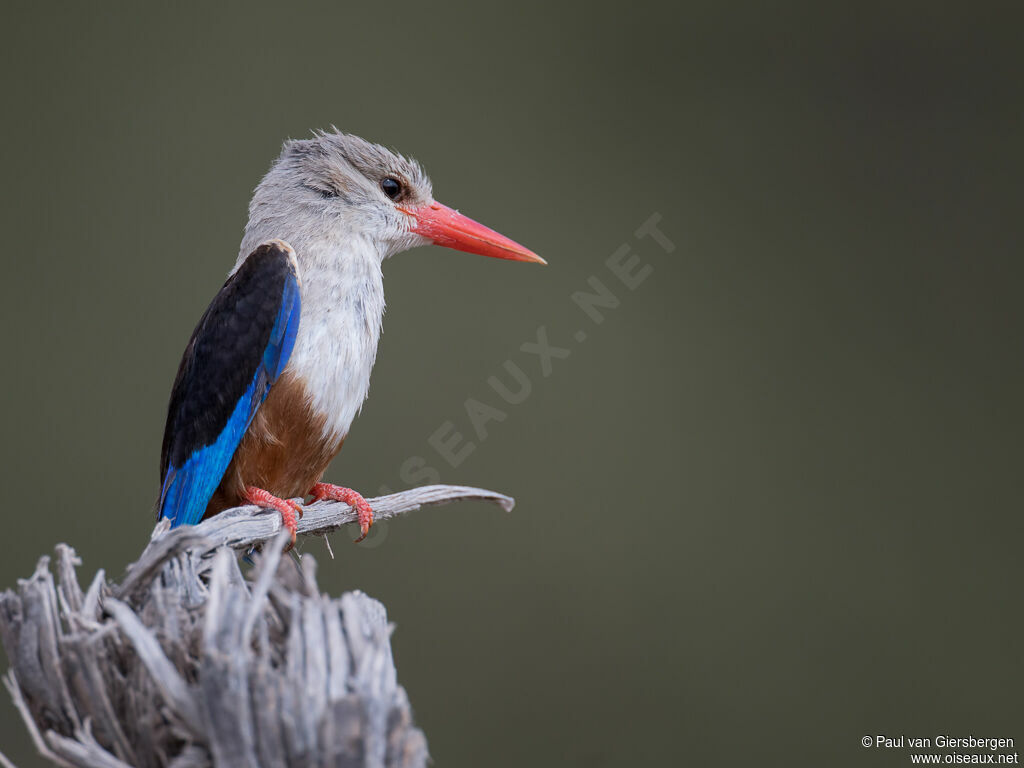 Grey-headed Kingfisheradult