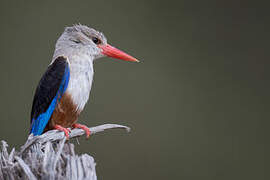 Grey-headed Kingfisher