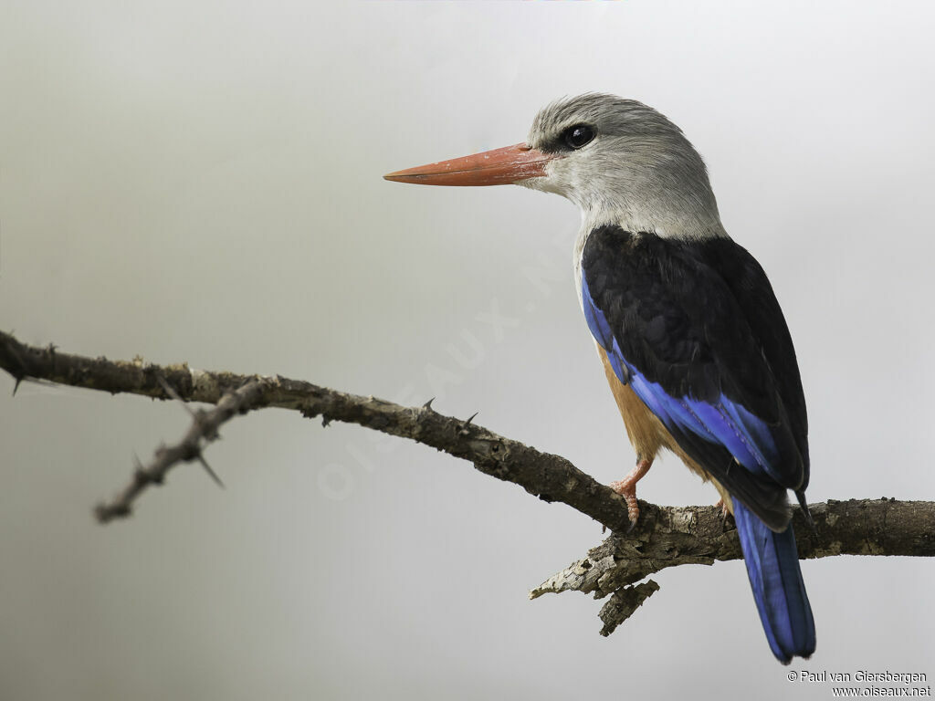 Grey-headed Kingfisheradult