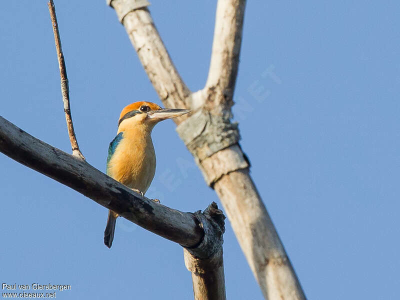 Cinnamon-banded Kingfisher