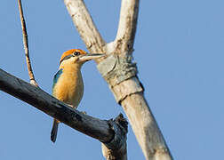 Cinnamon-banded Kingfisher