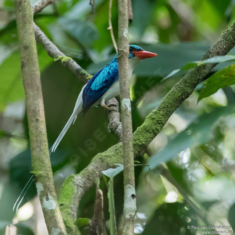 Biak Paradise Kingfisher