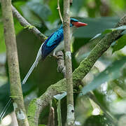 Biak Paradise Kingfisher