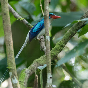 Martin-chasseur de Biak