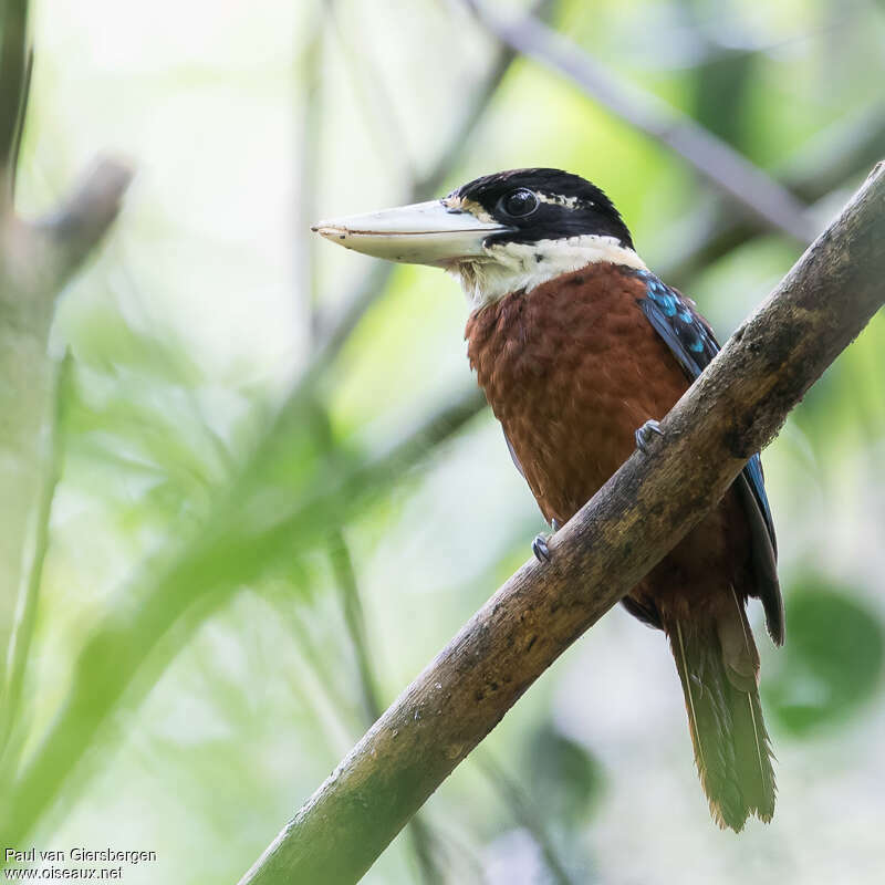 Rufous-bellied Kookaburraadult, identification