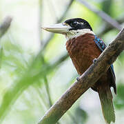 Rufous-bellied Kookaburra