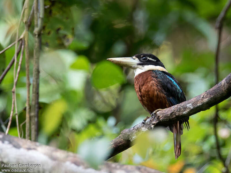 Rufous-bellied Kookaburra female adult, identification