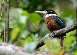 Rufous-bellied Kookaburra