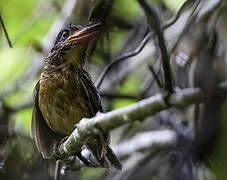 Hombron's Kingfisher