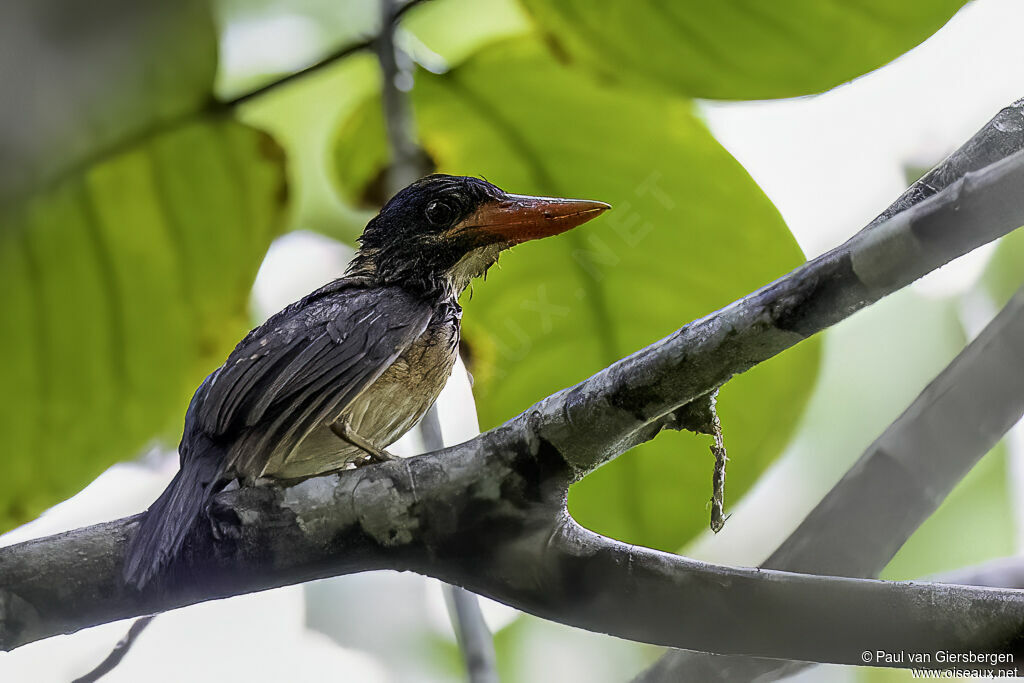 Hombron's Kingfisheradult