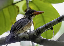 Hombron's Kingfisher