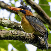 Blue-capped Kingfisher