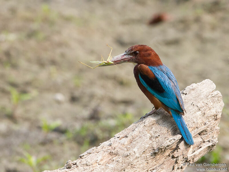 White-throated Kingfisher