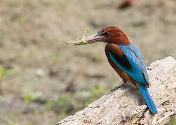 White-throated Kingfisher