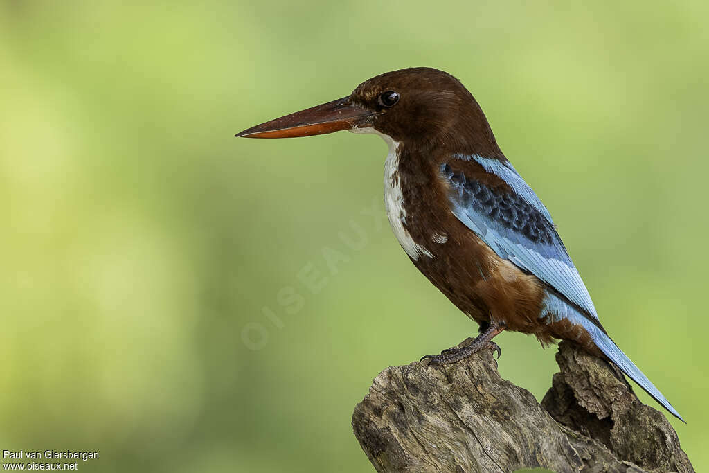 White-throated Kingfisheradult, identification