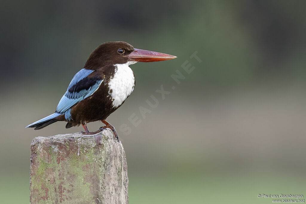 White-throated Kingfisheradult