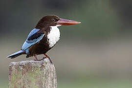 White-throated Kingfisher