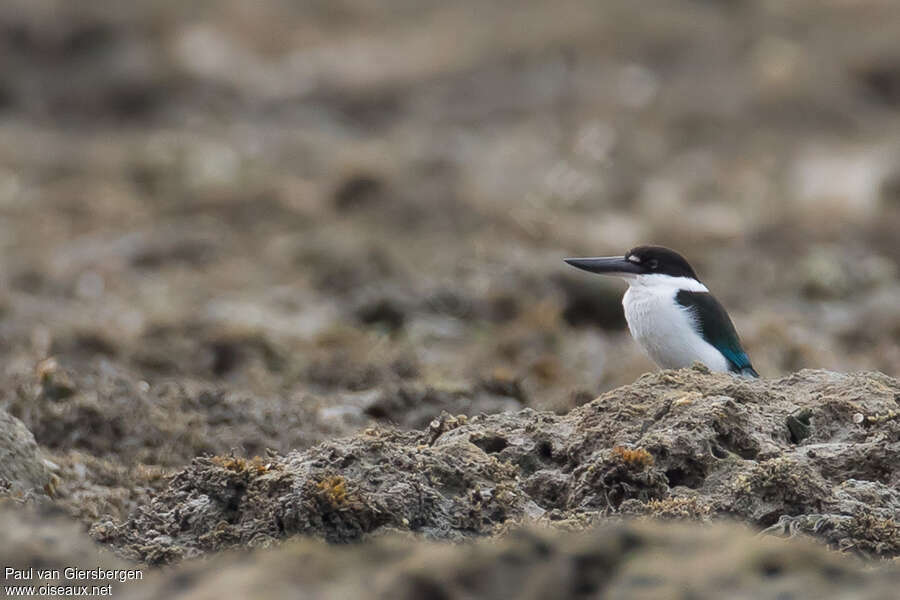 Torresian Kingfisheradult