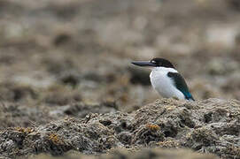 Torresian Kingfisher