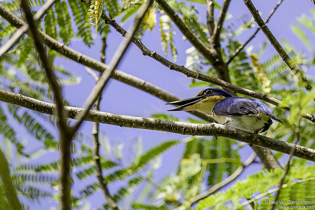 Winchell's Kingfisheradult