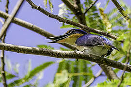 Winchell's Kingfisher