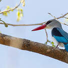 Martin-chasseur des mangroves