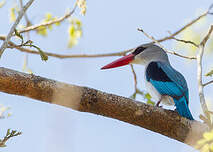 Martin-chasseur des mangroves