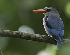 Mangrove Kingfisher