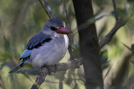 Mangrove Kingfisher