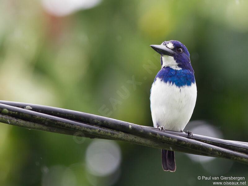 Blue-and-white Kingfisher female adult