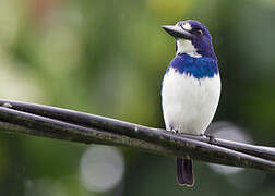 Blue-and-white Kingfisher